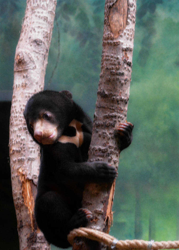 sun bear cub