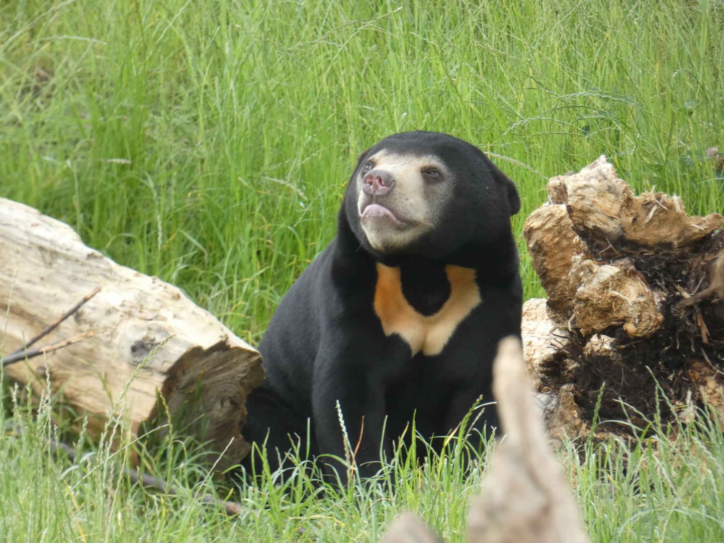 Sun Bear cub