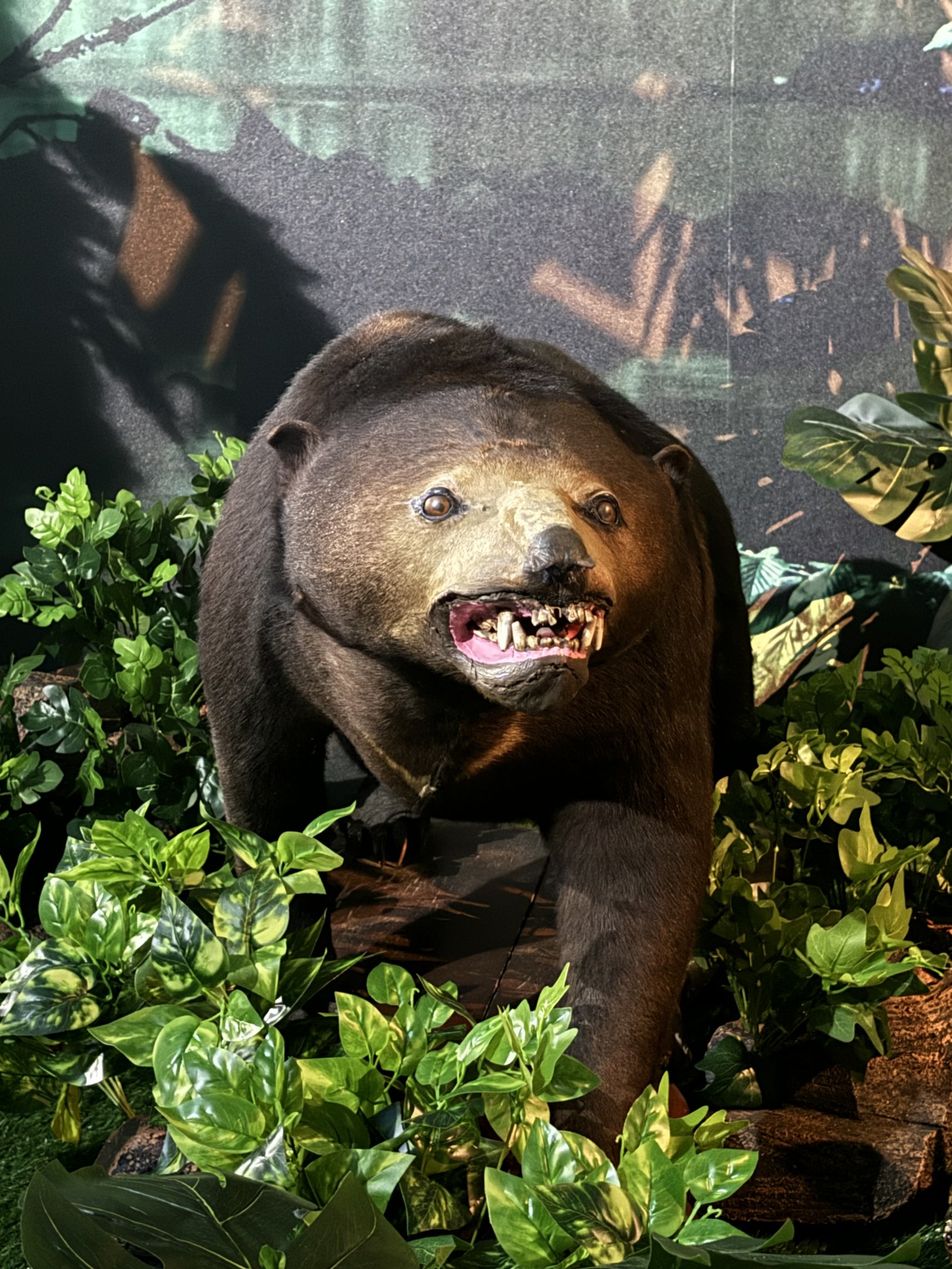 Sun Bear Diorama