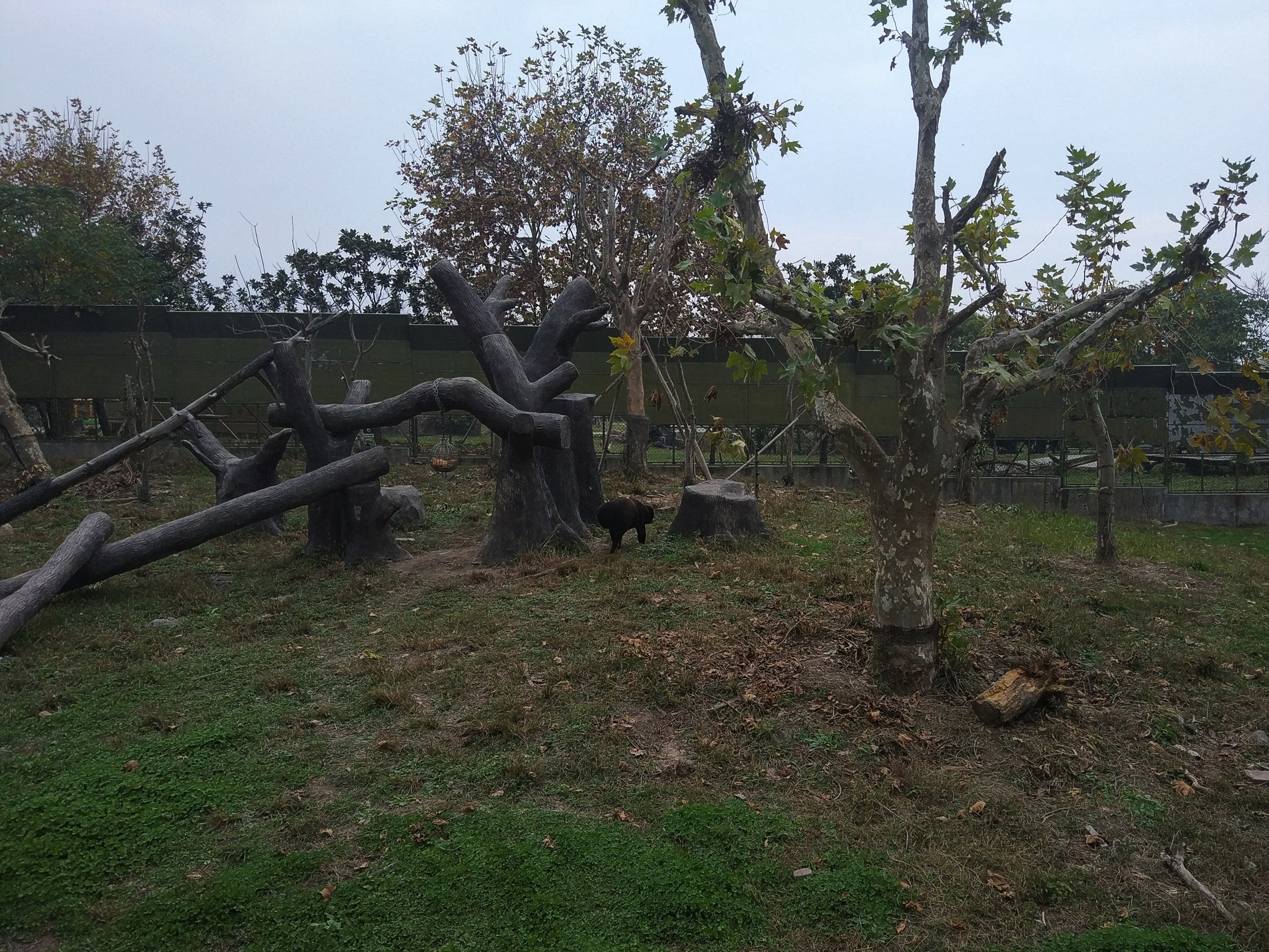 Sun Bear Drive-Through