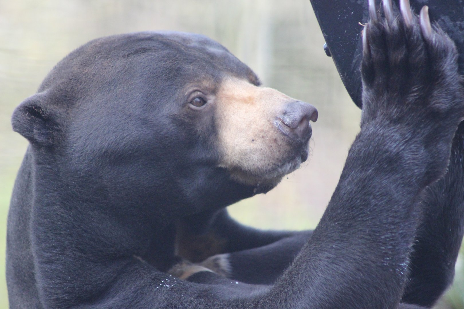 Sun Bear eating Honey