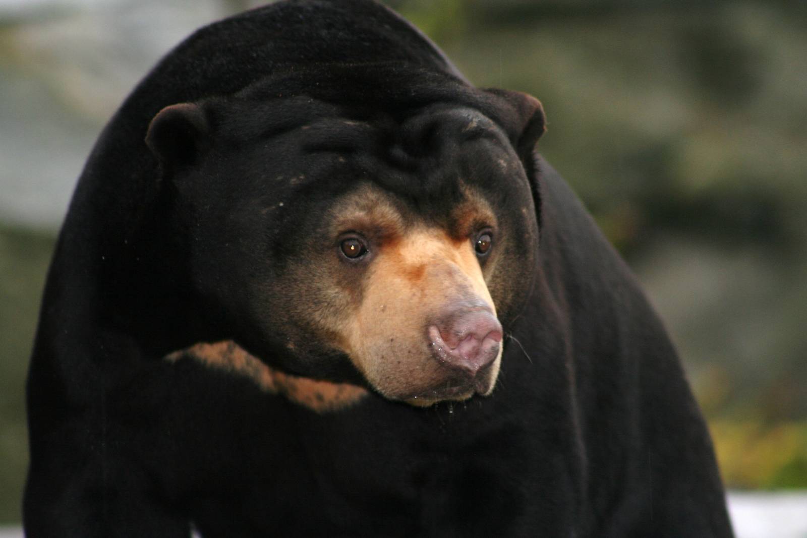 Sun Bear @ Edinburgh, 17.10.2012