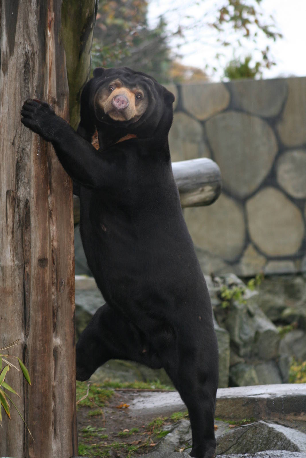 Sun Bear @ Edinburgh, 17.10.2012