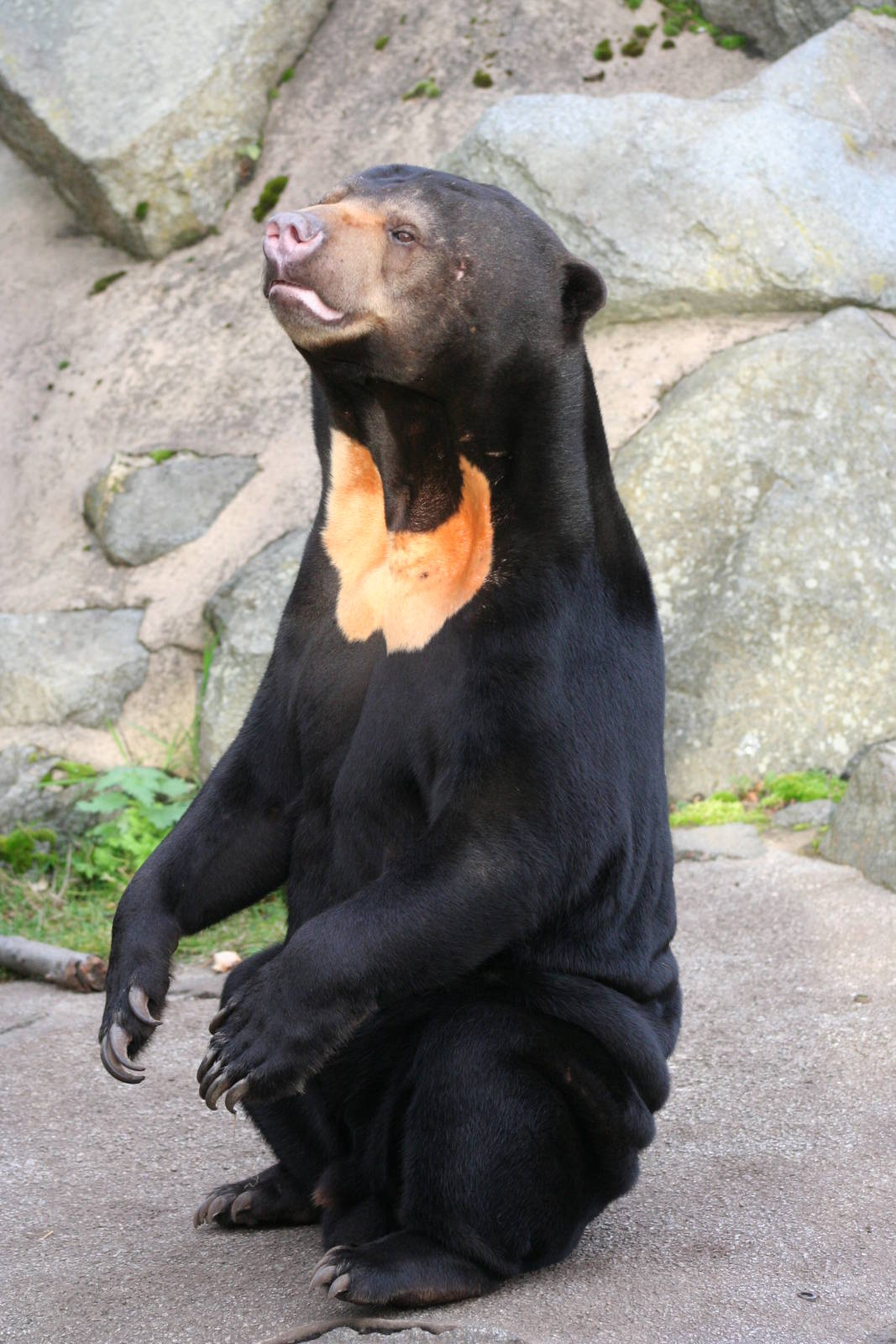 Sun Bear @ Edinburgh; 17.10.2014