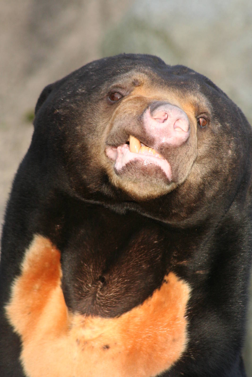 Sun Bear @ Edinburgh; 17.10.2014