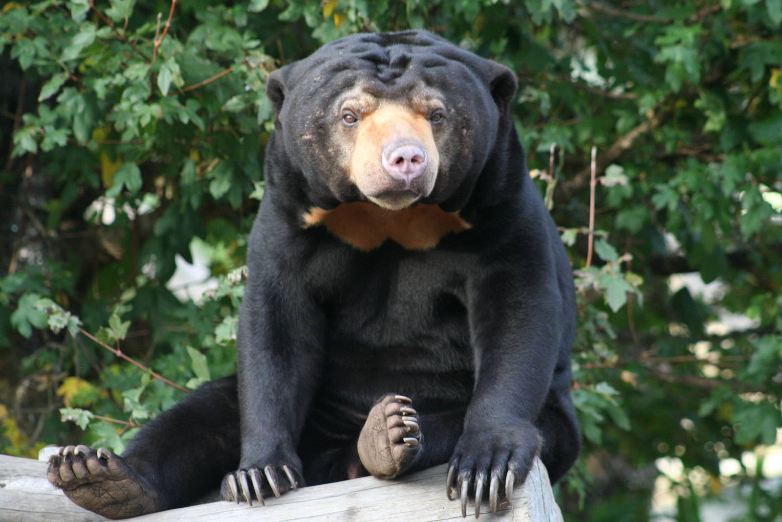 Sun Bear @ Edinburgh; 17.10.2014