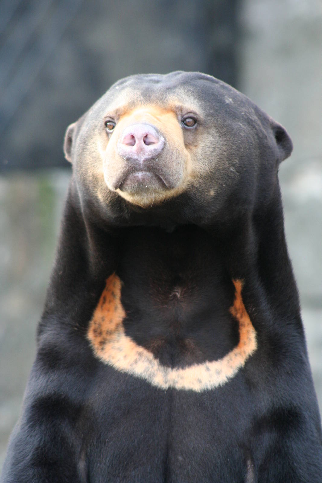 Sun Bear @ Edinburgh; 17.10.2014