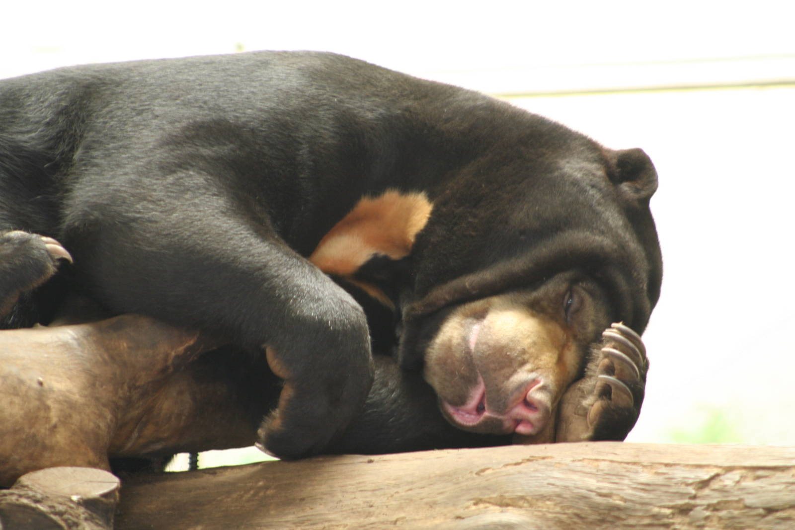 Sun Bear @ Edinburgh, 20.10.2012