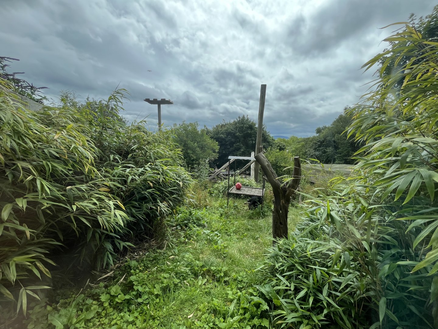 Sun bear enclosure (0.5) 18.7.24