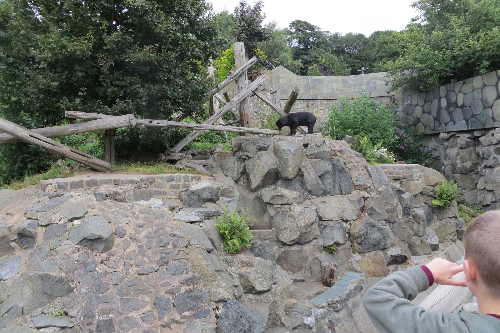 Sun Bear Enclosure 240815