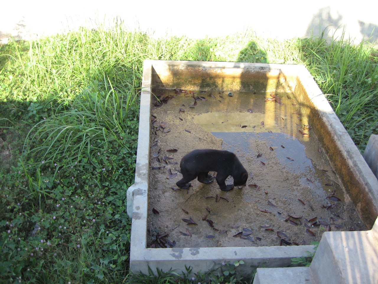 Sun Bear enclosure, Angkor Zoo - 2005