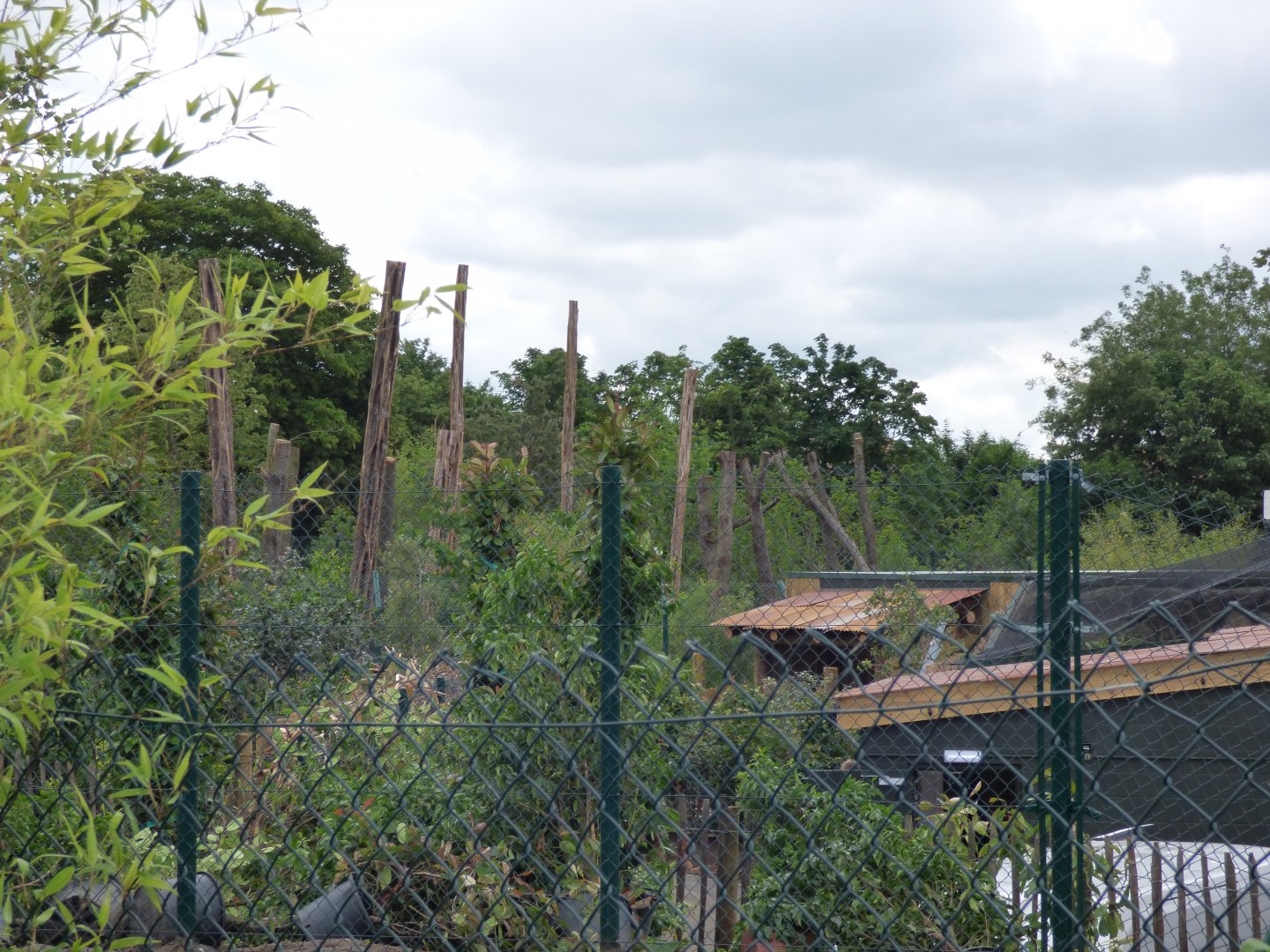 Sun Bear Enclosure construction