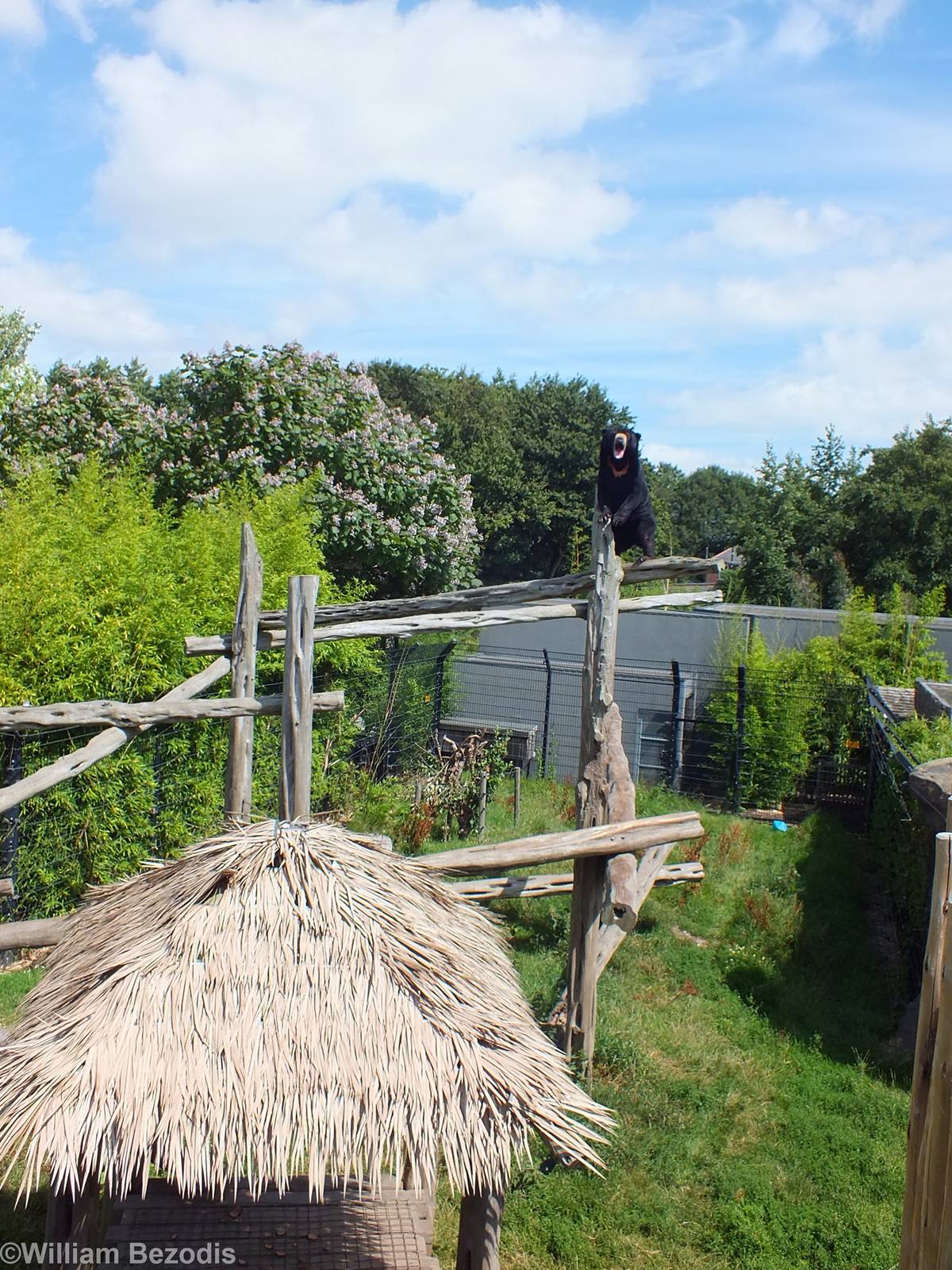 Sun Bear Enclosure with a Bear High Up