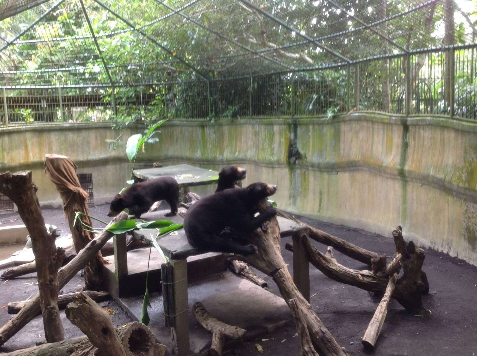 Sun bear enclosure