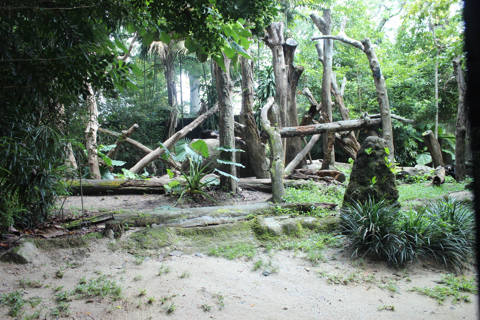 Sun Bear Enclosure