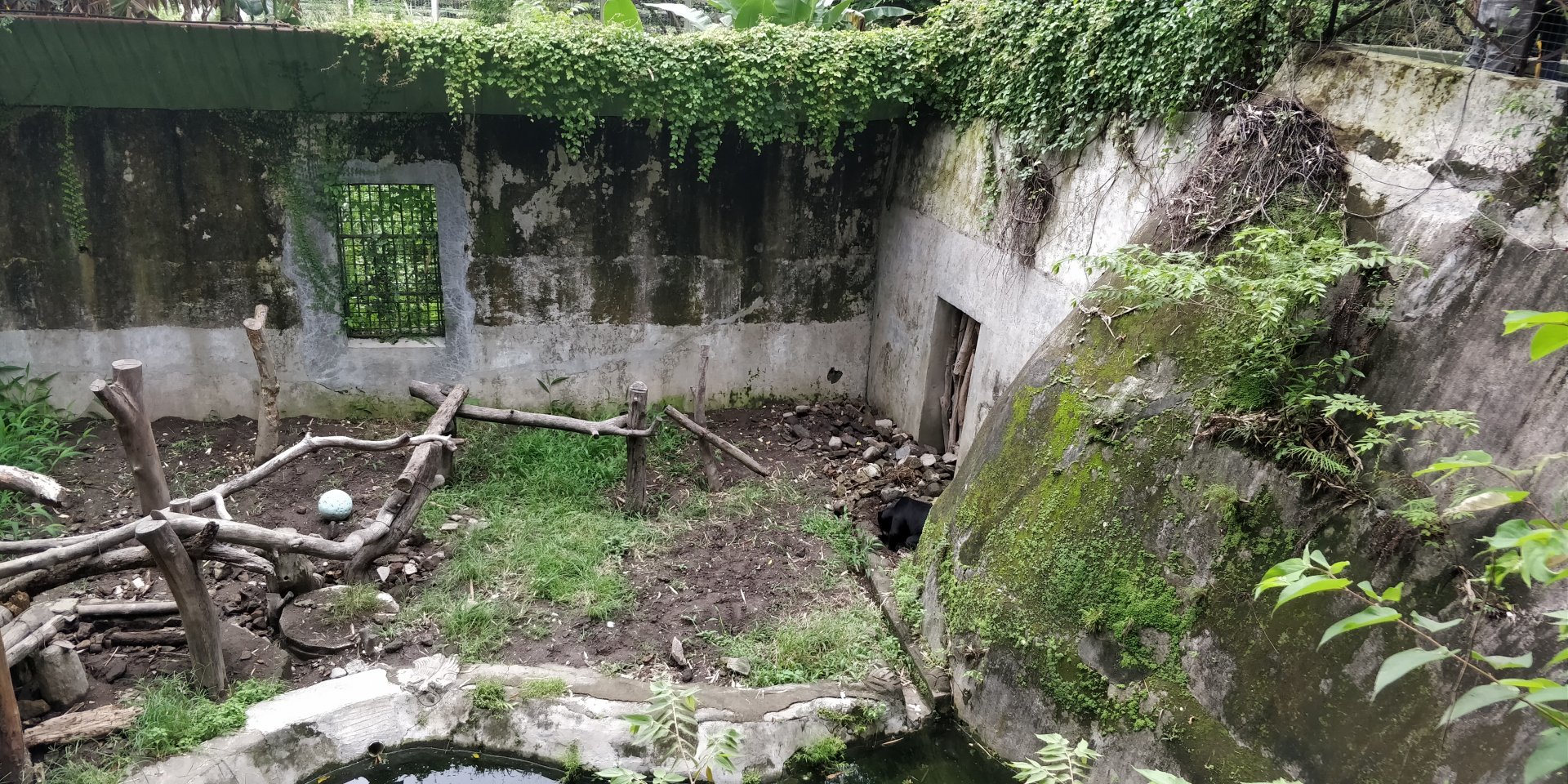 Sun bear enclosure