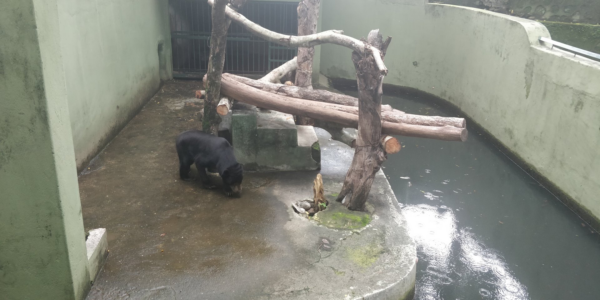 Sun bear enclosure