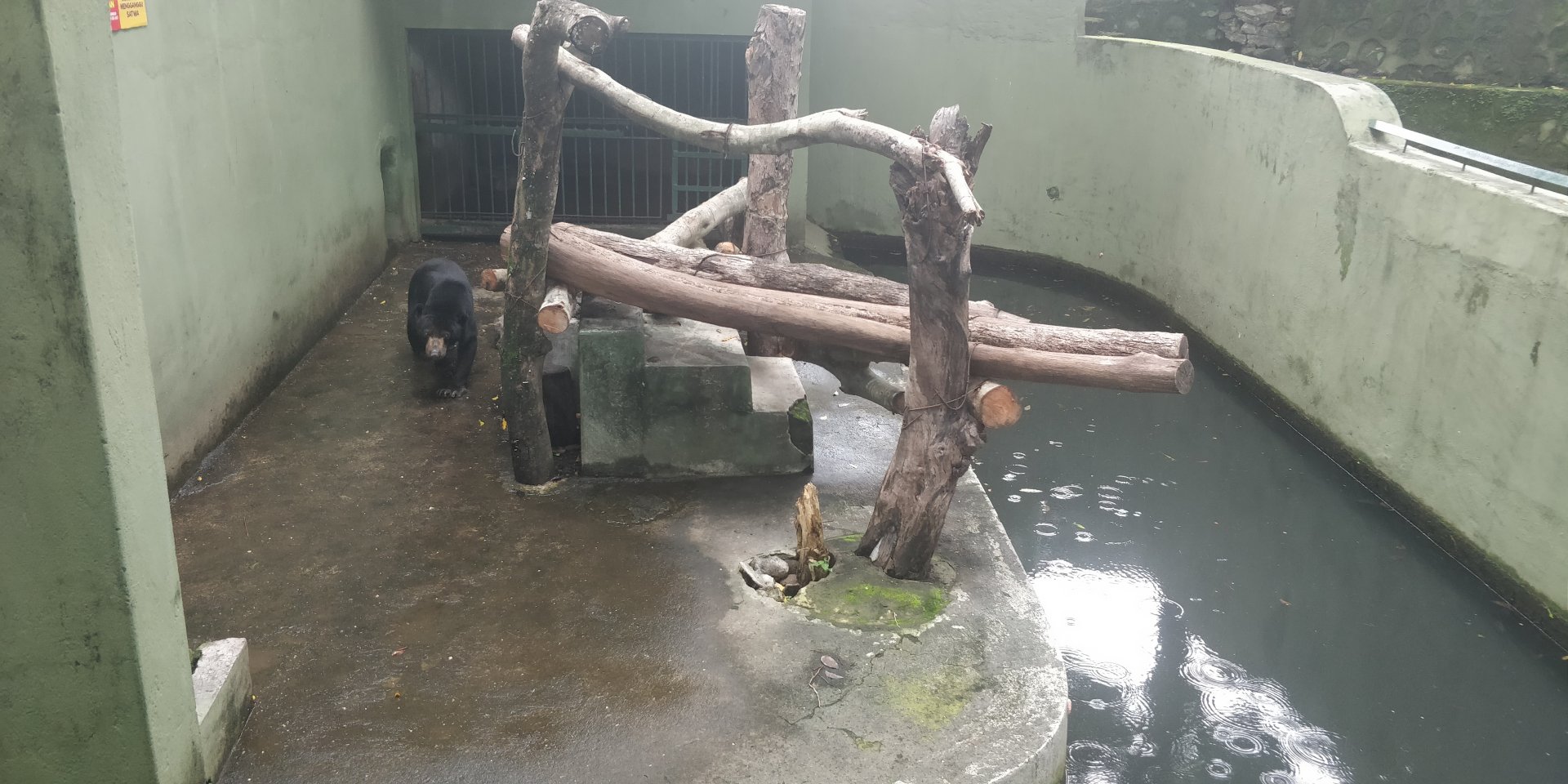 Sun bear enclosure
