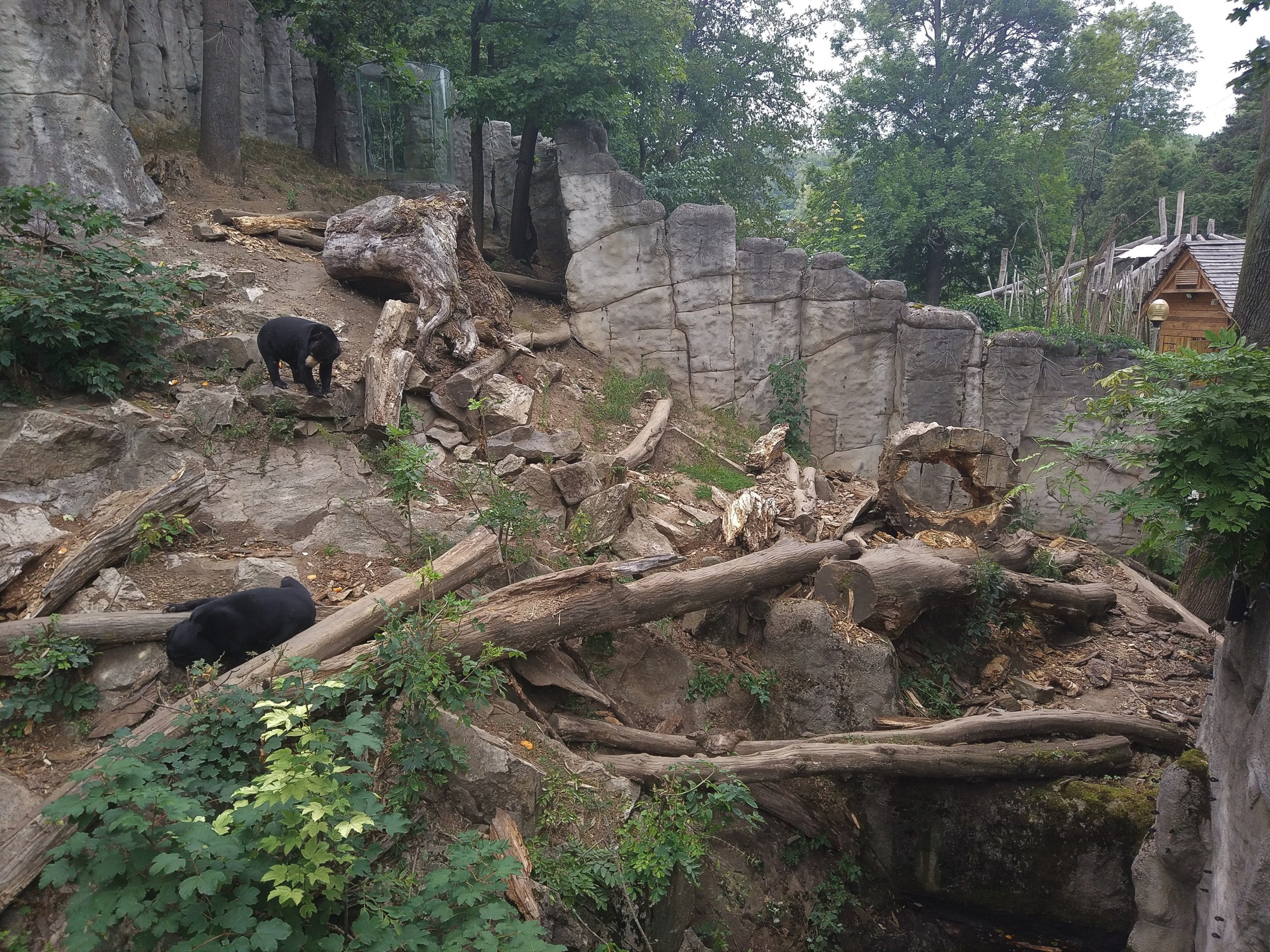 Sun Bear Enclosure