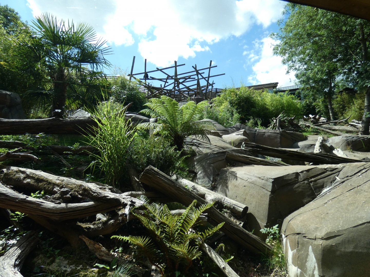 Sun Bear enclosure
