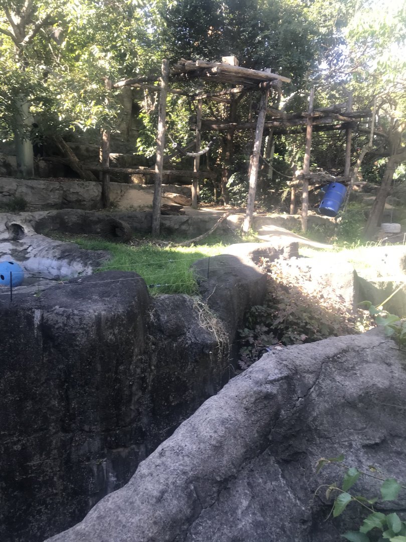 Sun Bear enclosure