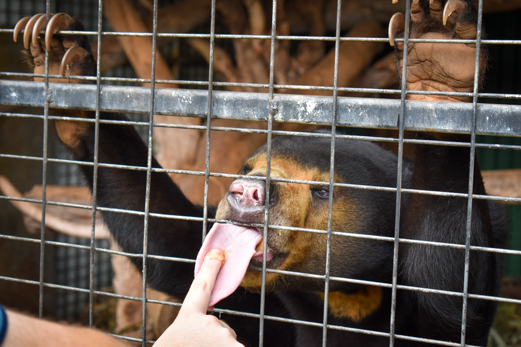 Sun Bear Encounter