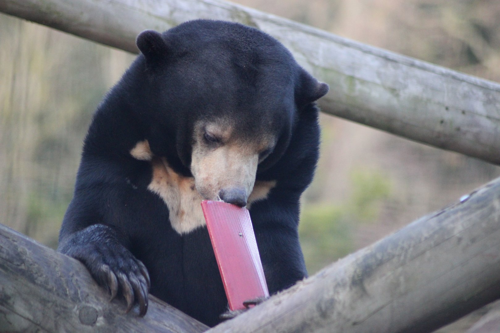 Sun Bear Enrichment