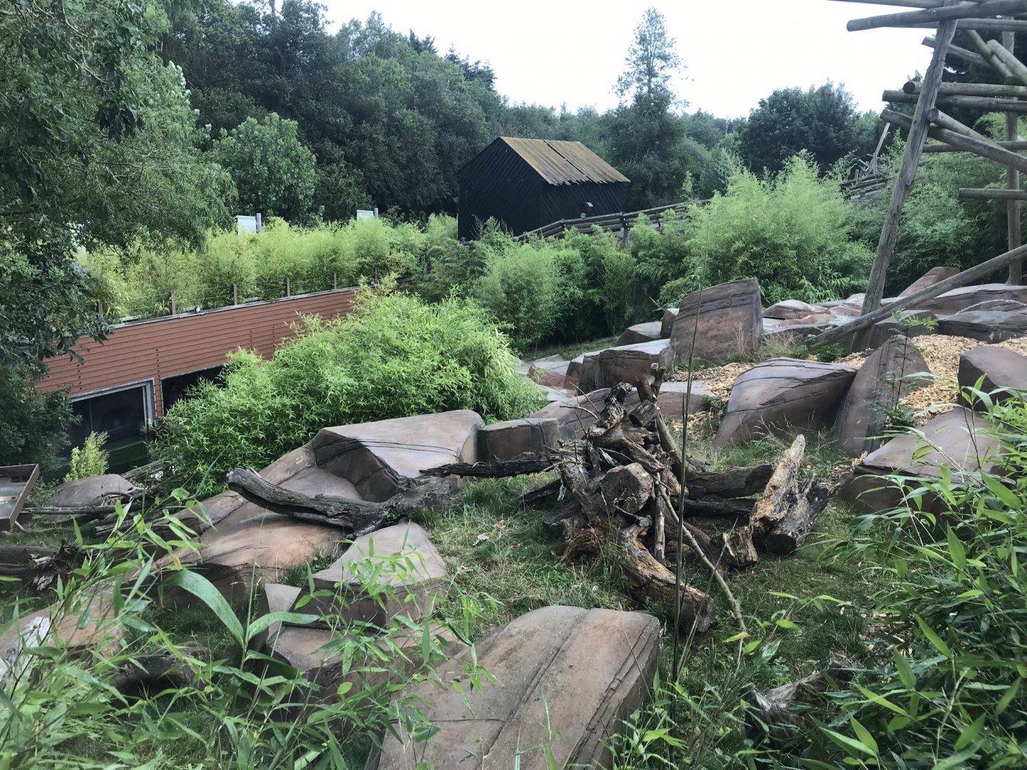 Sun bear exhibit 050819
