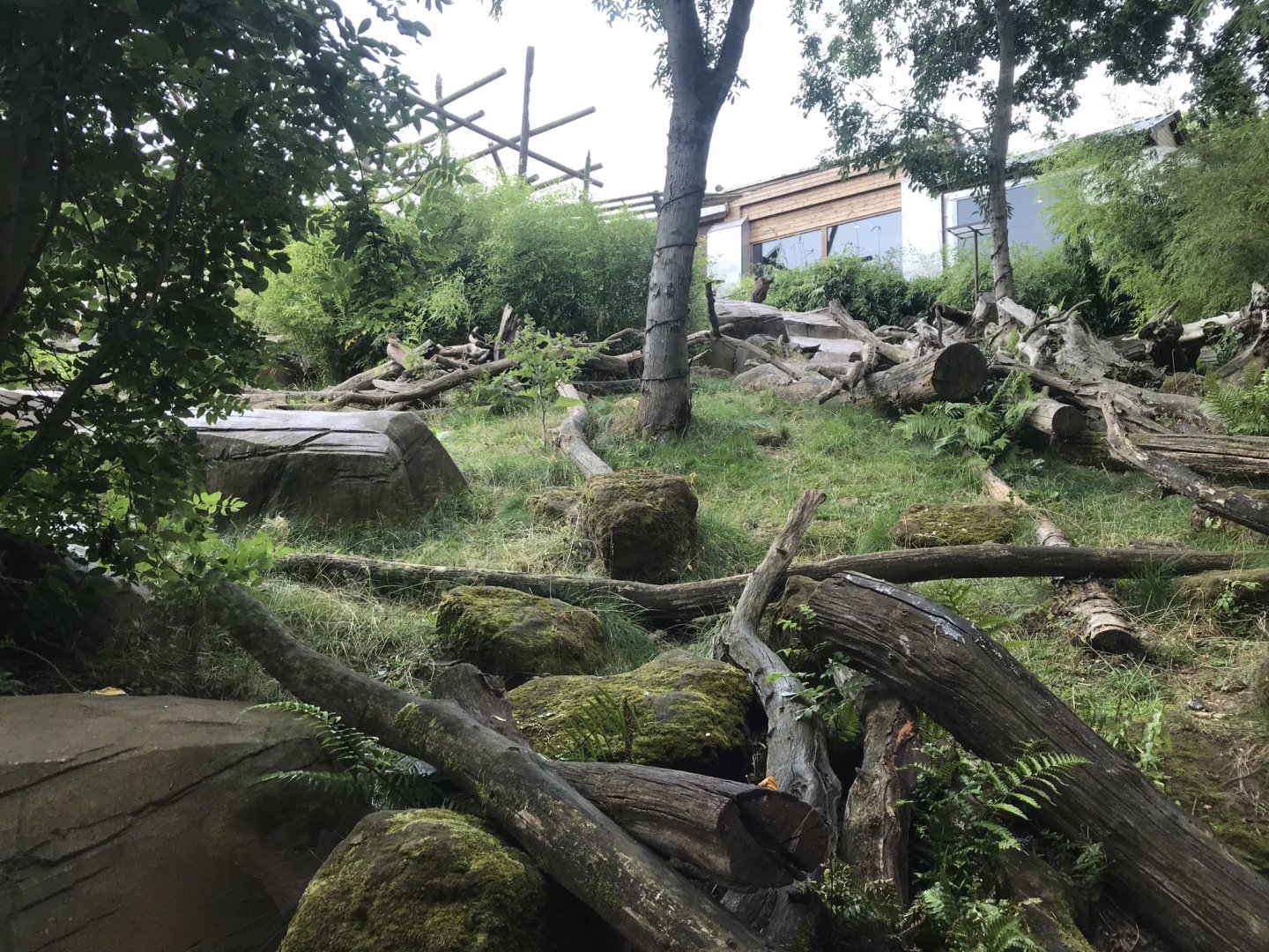 Sun bear exhibit 050819
