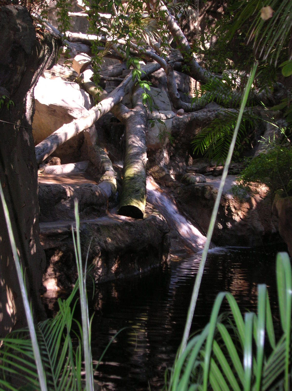 Sun Bear Exhibit 1-15-09