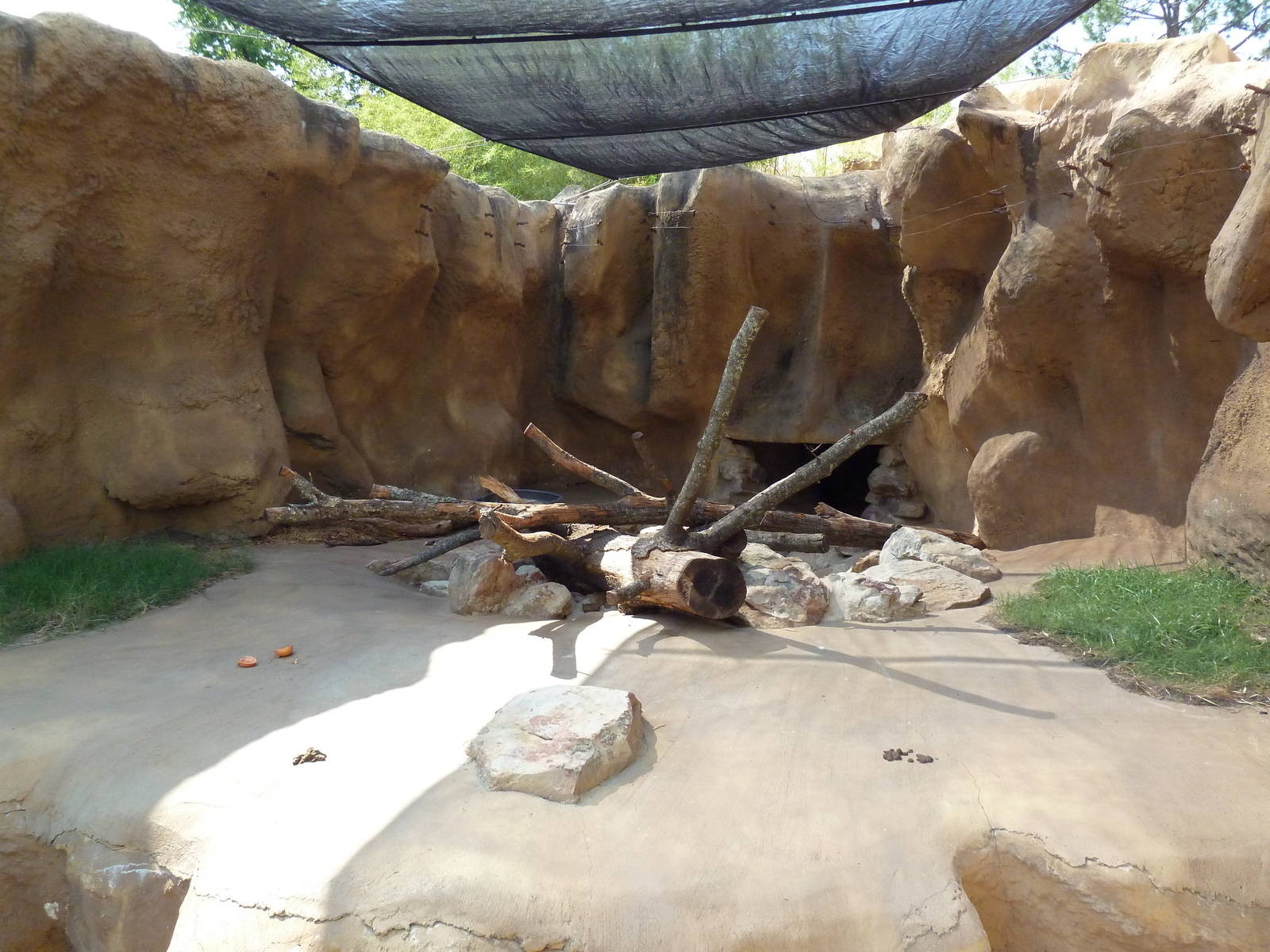 Sun Bear Exhibit #1