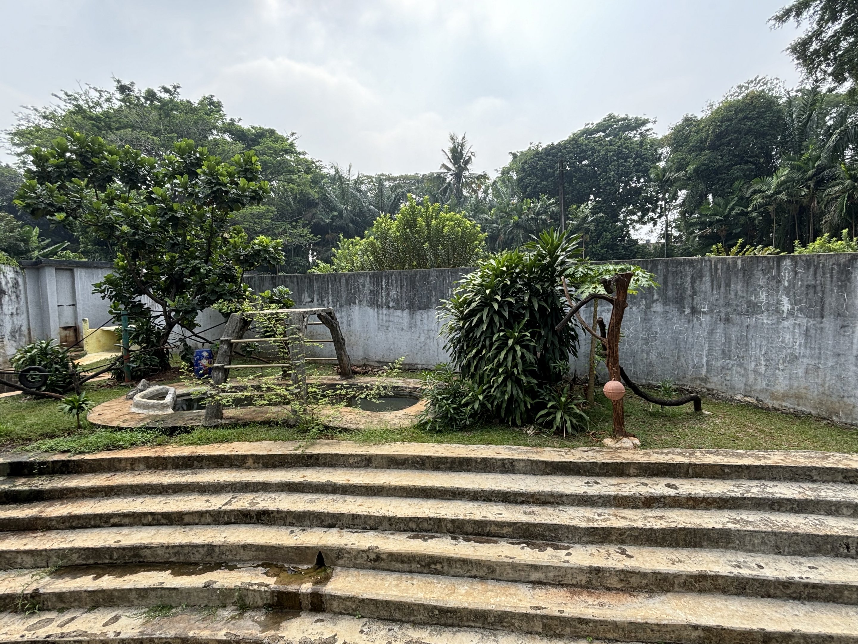 Sun Bear Exhibit #12