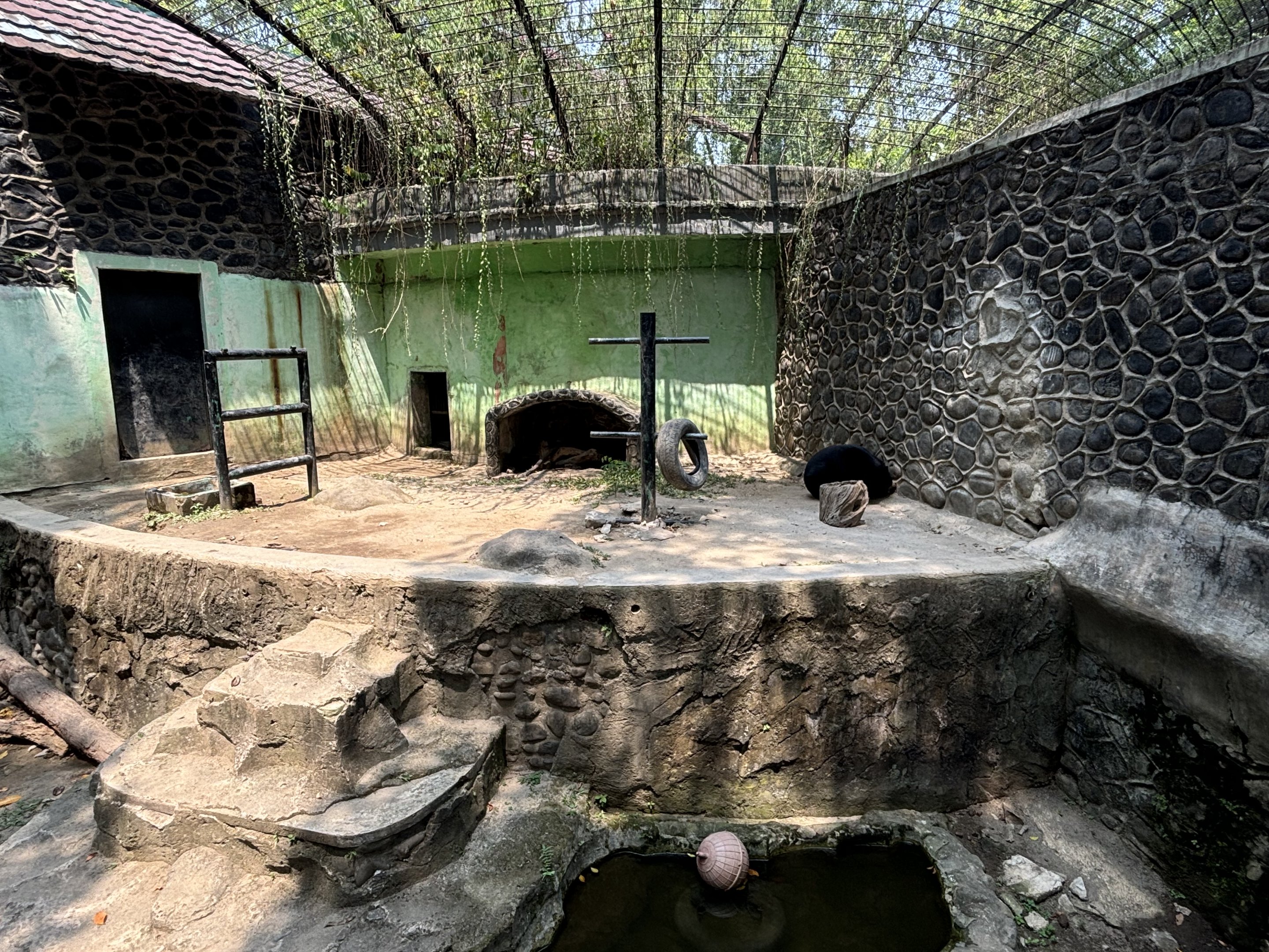 Sun Bear Exhibit #14