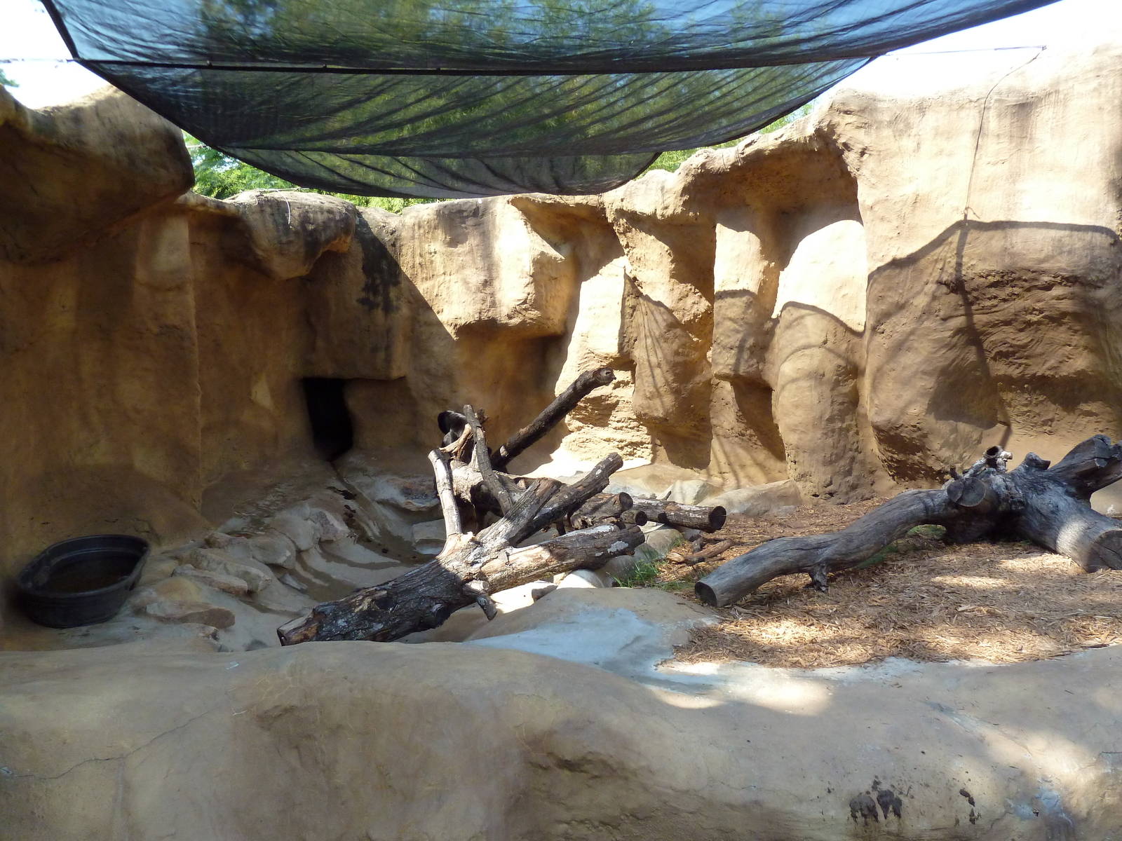 Sun Bear Exhibit #2