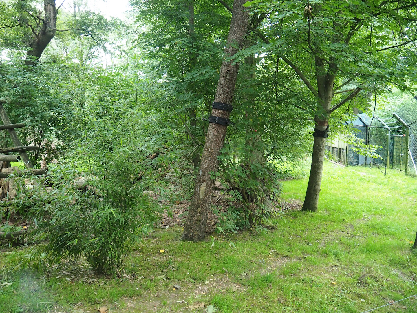 Sun bear exhibit, 2023-08-17