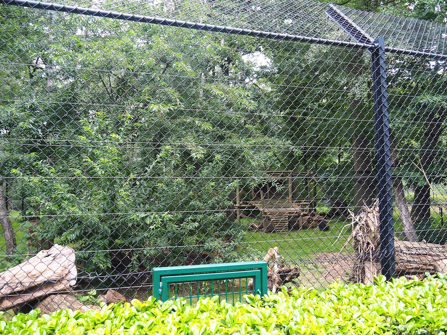 Sun bear exhibit, 2023-08-17