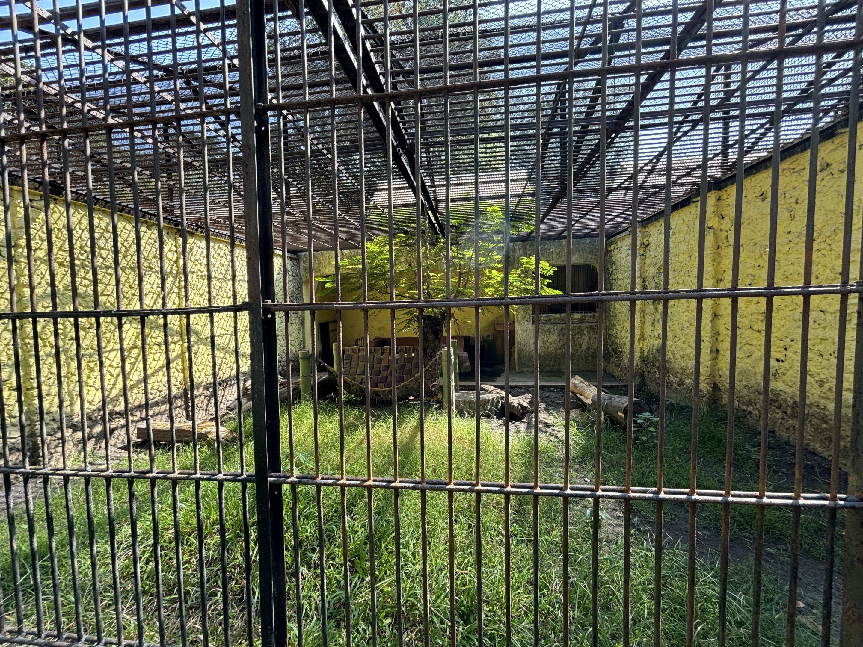 Sun Bear Exhibit #3