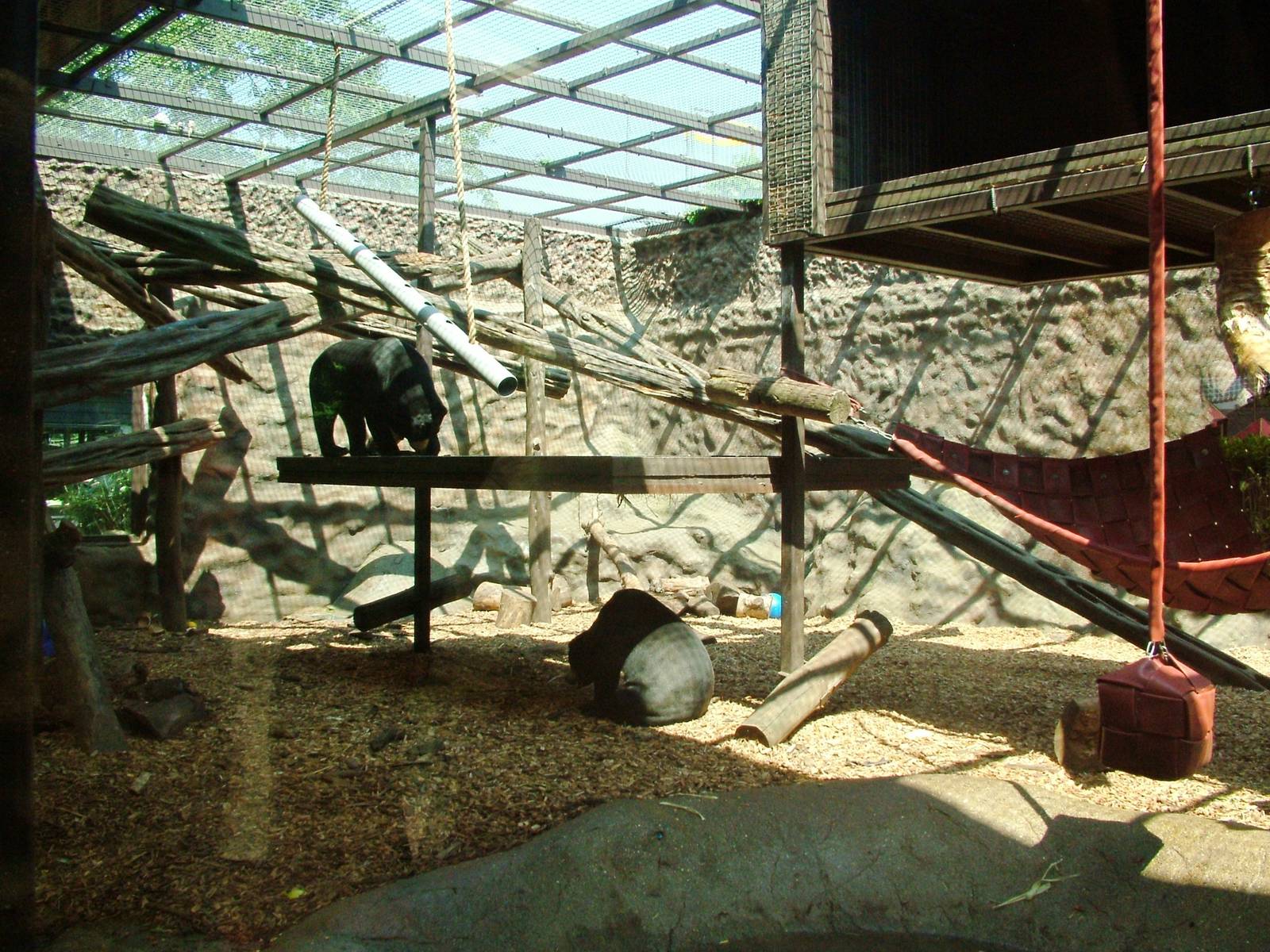 Sun Bear Exhibit at Colchester, 28/05/12