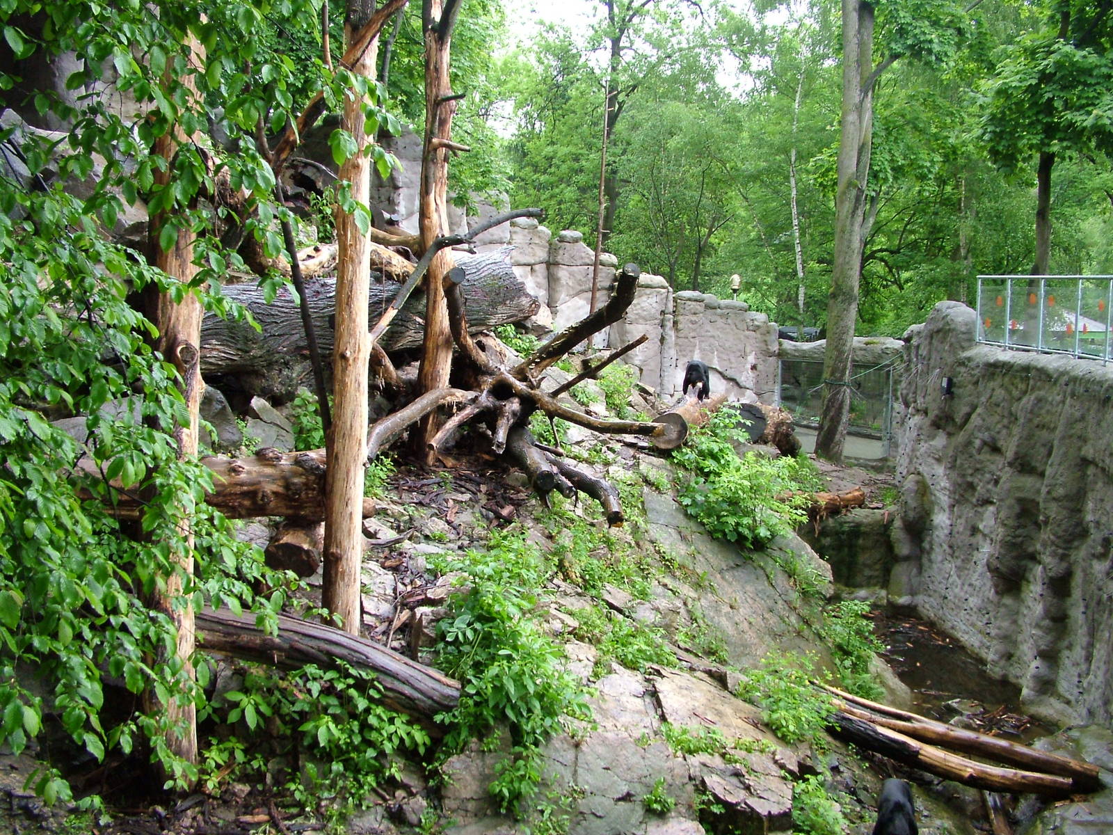 Sun Bear exhibit at Jihlava, 31/05/10