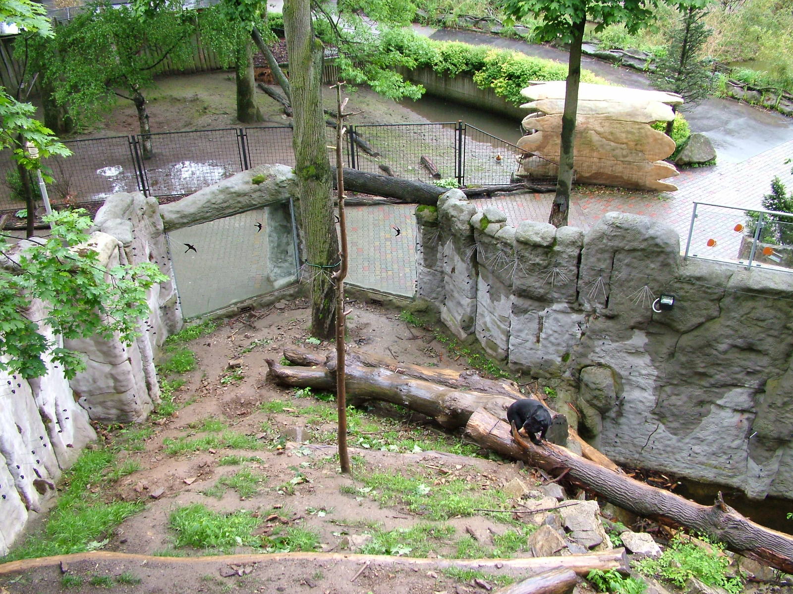 Sun Bear exhibit at Jihlava, 31/05/10