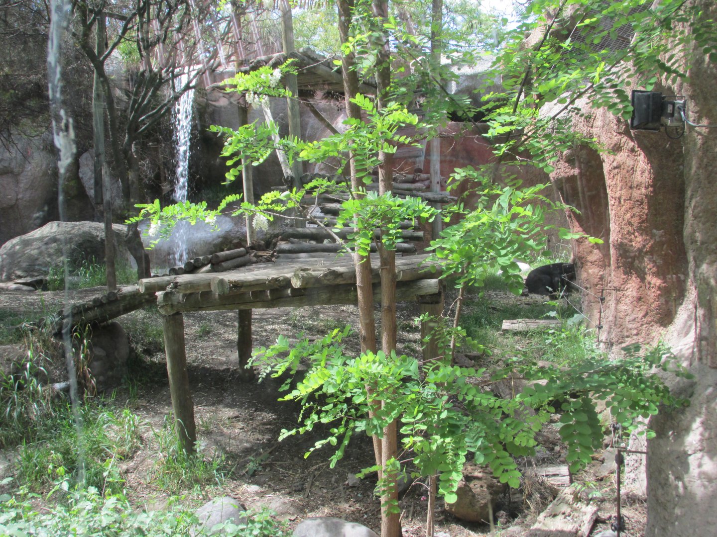 sun bear exhibit buin zoo