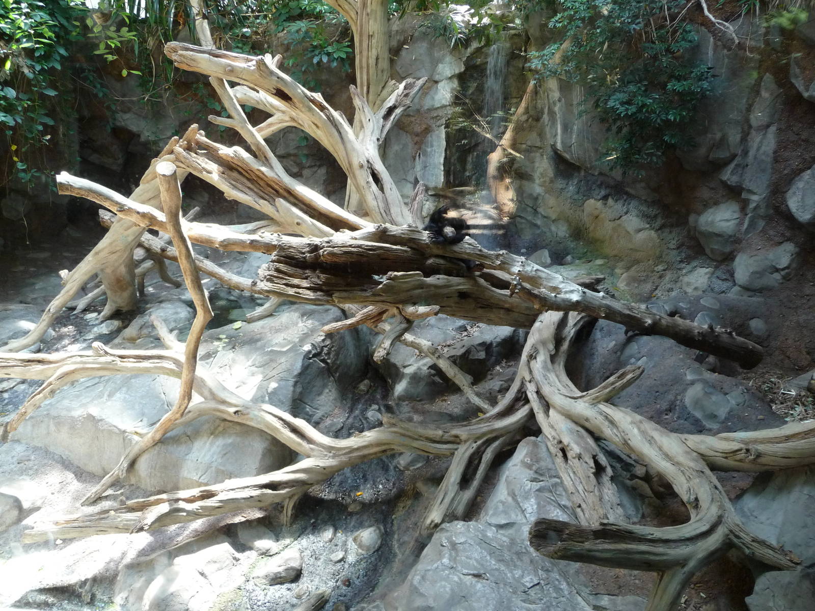 Sun Bear Exhibit - Minnesota Zoo