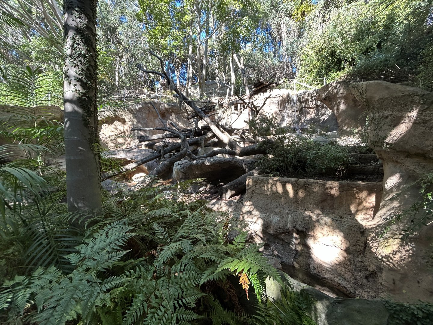 Sun Bear Exhibit - Sun Bear Forest