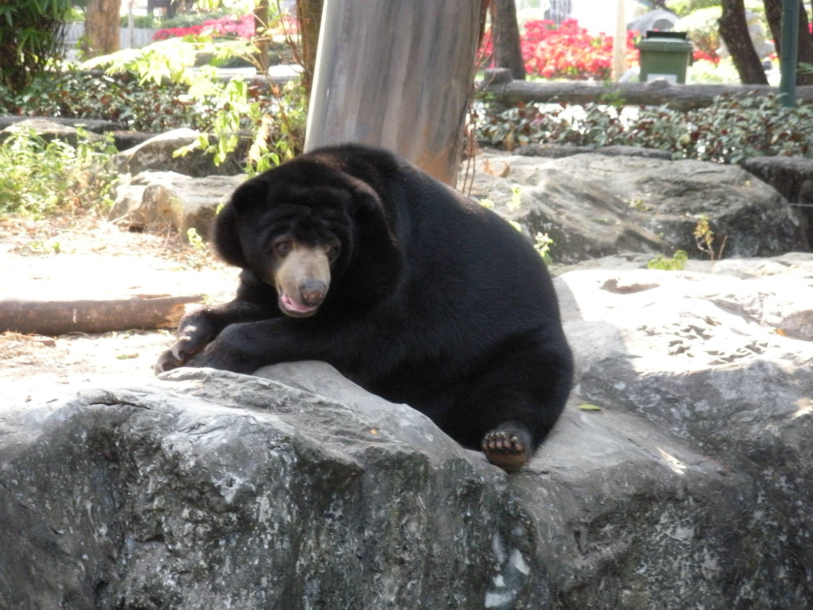 Sun Bear Exhibit