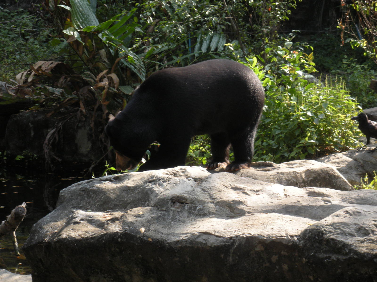 Sun Bear Exhibit
