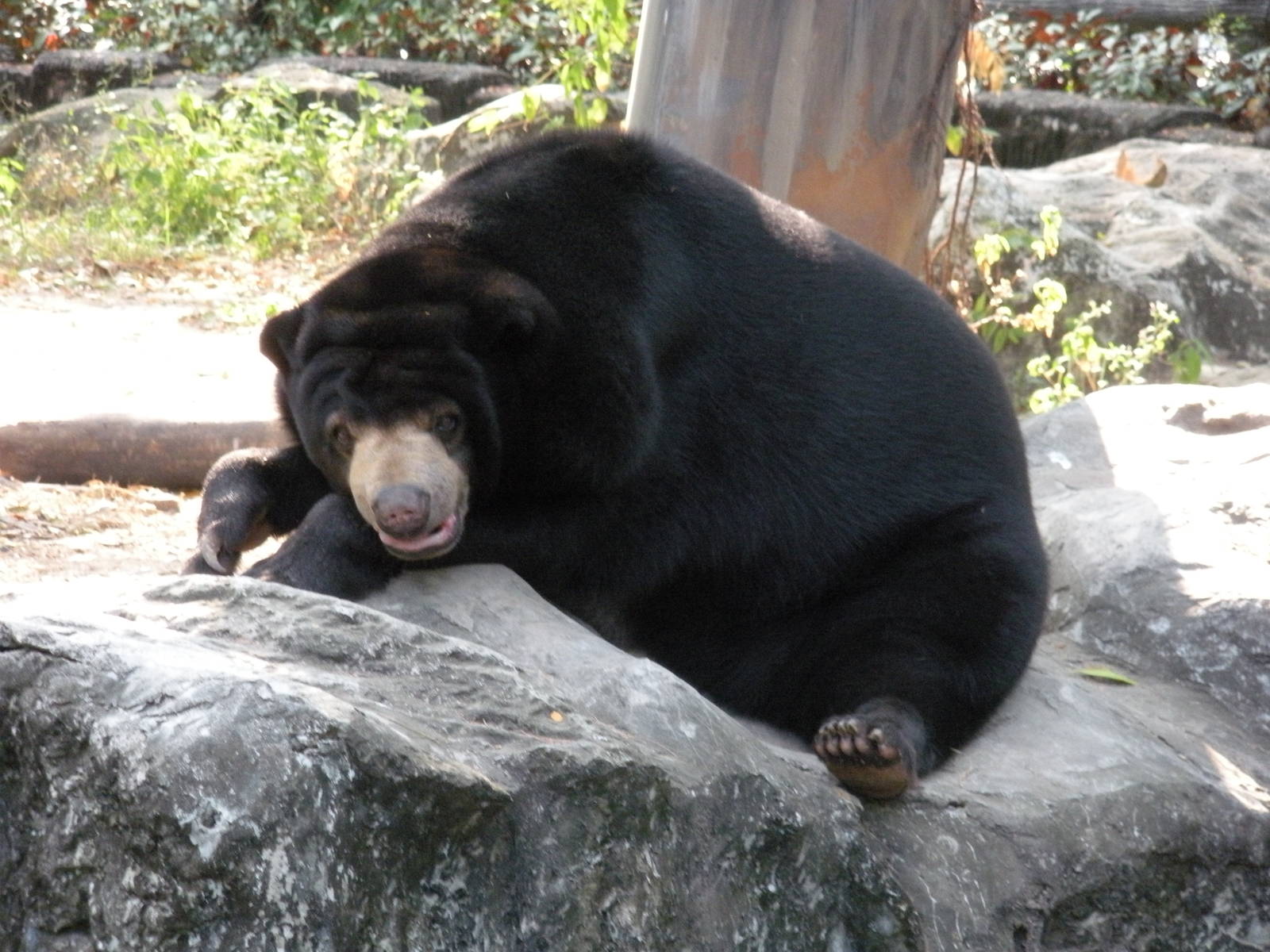 Sun Bear Exhibit