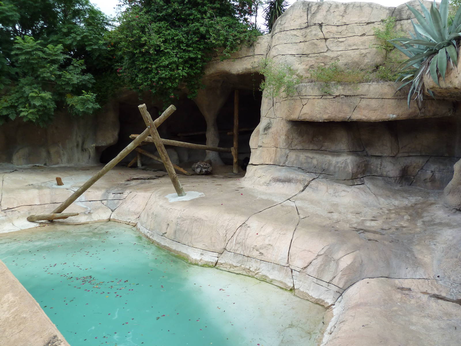 Sun Bear Exhibit
