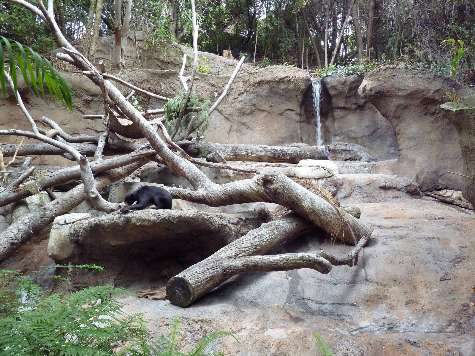 Sun Bear Exhibit