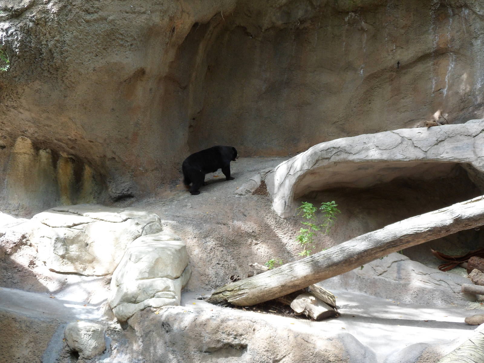 Sun Bear Exhibit