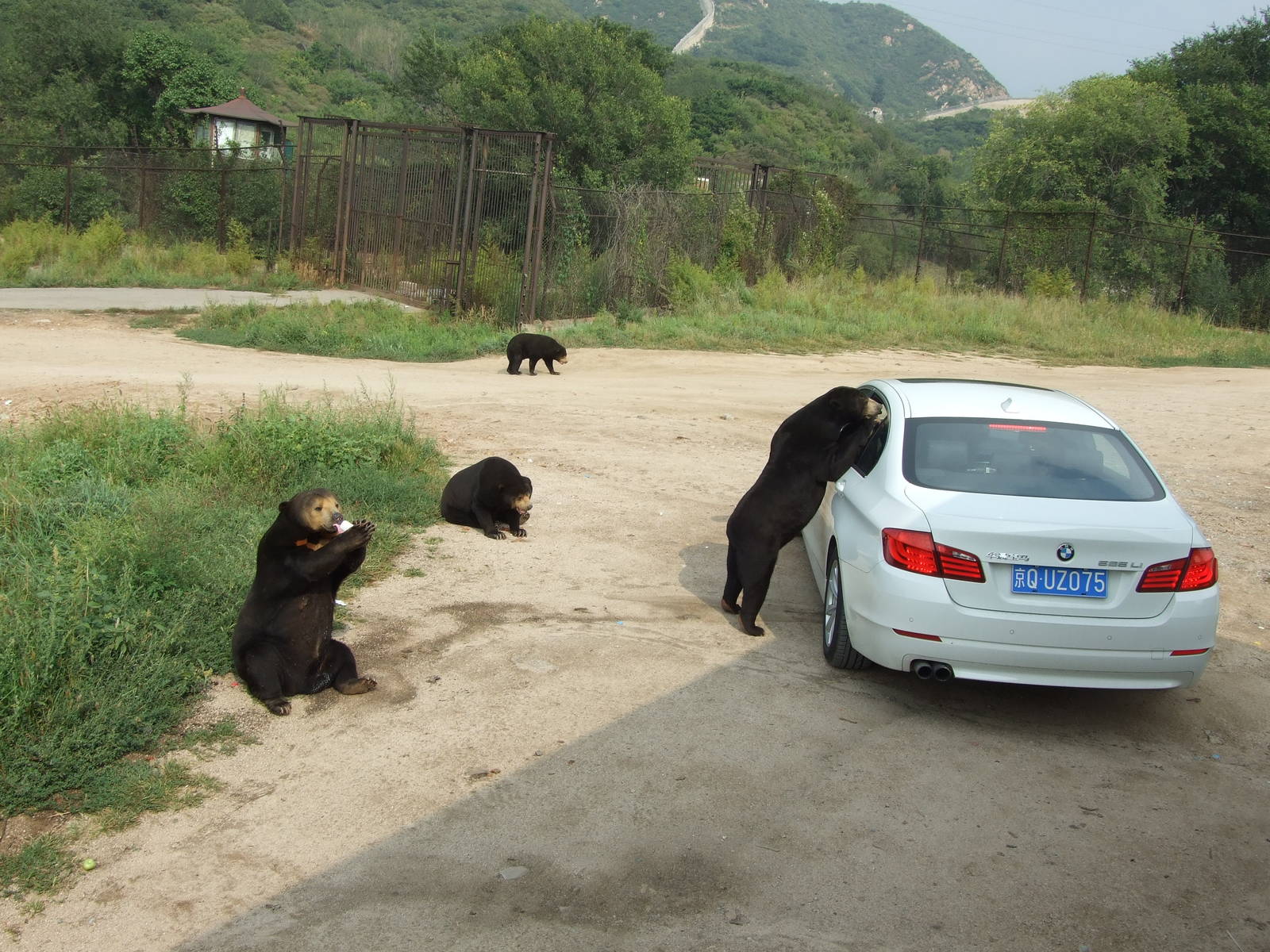 Sun bear exhibit